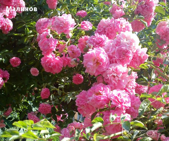 Японска катерлива роза в Стайни растения в гр. София - ID13914425 — Bazar.bg