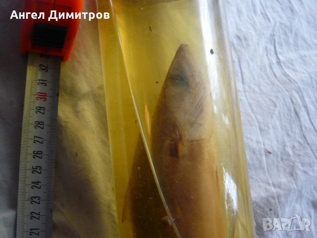 Соц. препарирана риба във вода, снимка 8 - Антикварни и старинни предмети - 21886500