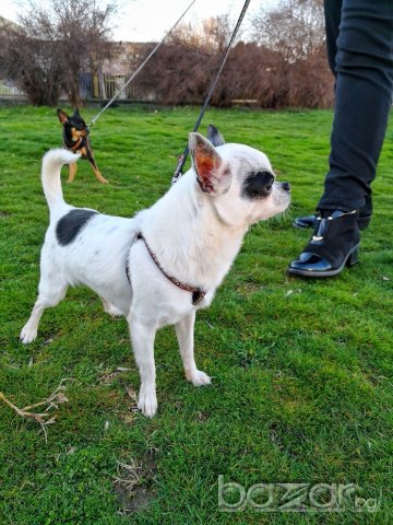 Чихуахуа чистопороден мъжкар за разплод, снимка 9 - Чихуахуа - 20790772