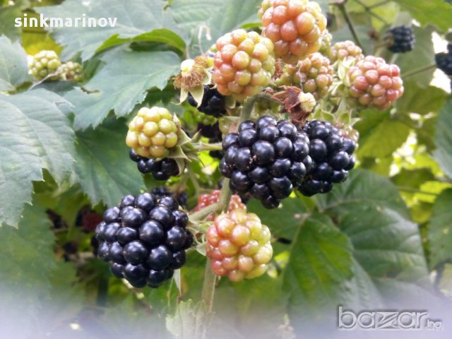 Къпина без бодли