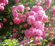 Японска катерлива роза, снимка 1 - Стайни растения - 13914425
