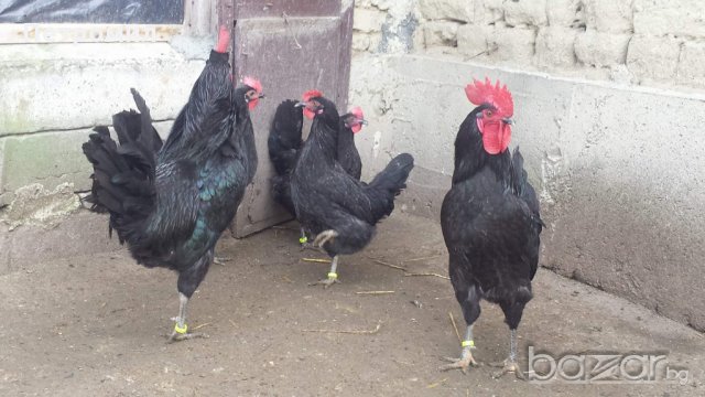 Яйца от Черна Шуменска кокошка , снимка 2 - Кокошки и пуйки - 20271982