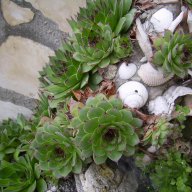 Алпийска роза (sedum Sempervivum)  , снимка 12 - Градински цветя и растения - 8358949