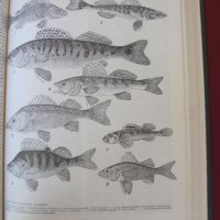 1983 год. Книга за животните и рибите Русия, снимка 13 - Други - 24608150