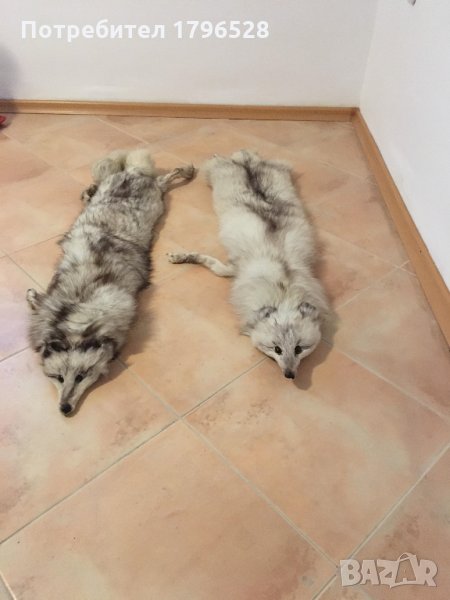 Сребърна лисица-яка 4бр., снимка 1