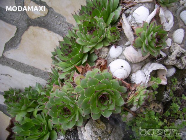 Алпийска роза (sedum Sempervivum)  , снимка 12 - Градински цветя и растения - 8358949