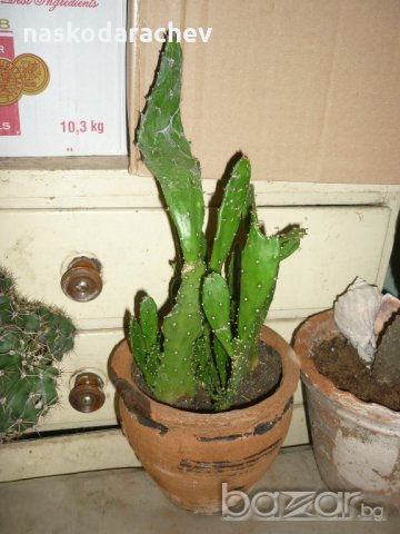 Продавам кактуси различни видове, снимка 13 - Градински цветя и растения - 21422494