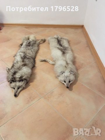 Сребърна лисица-яка 4бр., снимка 1