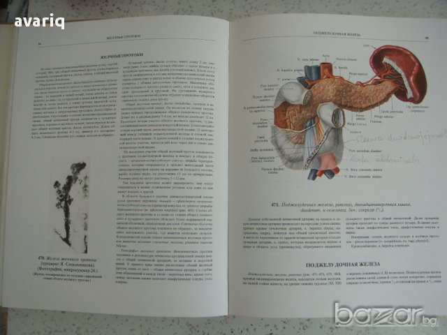 Атласи по анатомия на човека Синелников, снимка 11 - Енциклопедии, справочници - 16689471
