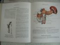 Атласи по анатомия на човека Синелников, снимка 11