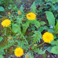 Глухарче, вкоренено в саксийка 💥, снимка 1 - Градински цветя и растения - 21371534