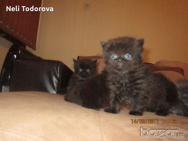 Малки персийски котенца, снимка 9 - Персийска - 19289720