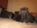 Малки персийски котенца, снимка 9