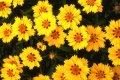 продавам цветя Кореопсис - разсад за пролетно засаждане, снимка 1 - Сортови семена и луковици - 23501775
