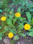 Глухарче, вкоренено в саксийка 💥, снимка 1 - Градински цветя и растения - 21371534