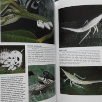 ПРОМОЦИЯ! - Bruce Purser - Jungle Bugs in the Night, снимка 5 - Специализирана литература - 21079127