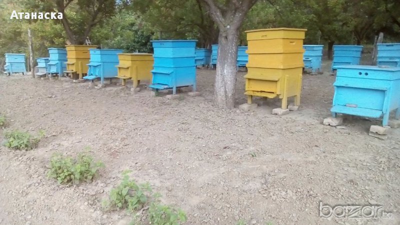 🐝 Пчеларство, снимка 1
