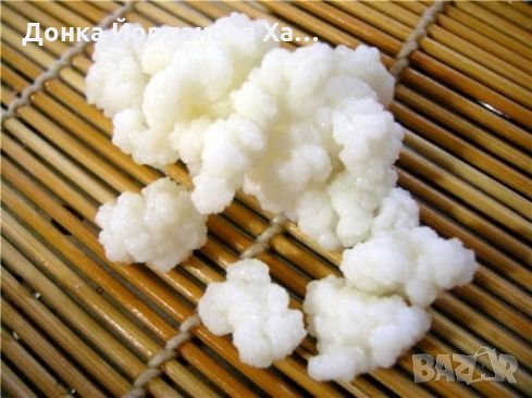 раздавам кефир/ тибетска гъба/, снимка 1