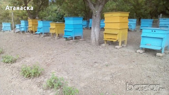 🐝 Пчеларство, снимка 1 - Селскостопански - 18391339