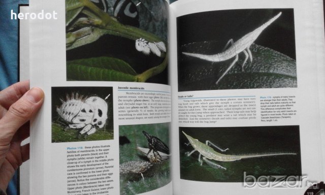 ПРОМОЦИЯ! - Bruce Purser - Jungle Bugs in the Night, снимка 5 - Специализирана литература - 21079127
