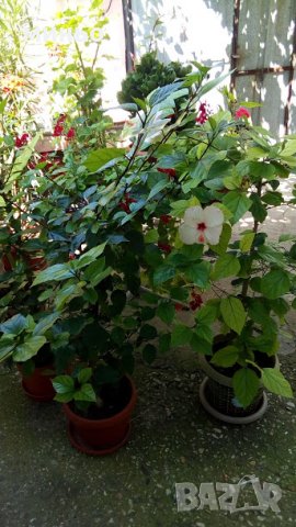 китайска роза , снимка 4 - Градински цветя и растения - 24498730