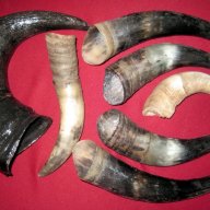 Рога от бик, рог, зъби от динозавър, акула, глави щука, вкаменелости, сепийна кост, снимка 1 - Други ценни предмети - 12885942