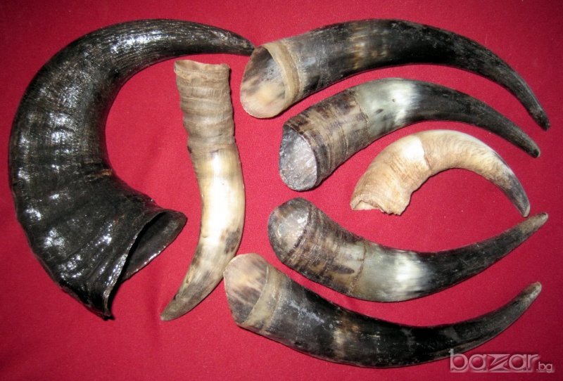 Рога от бик, рог, зъби от динозавър, акула, глави щука, вкаменелости, сепийна кост, снимка 1