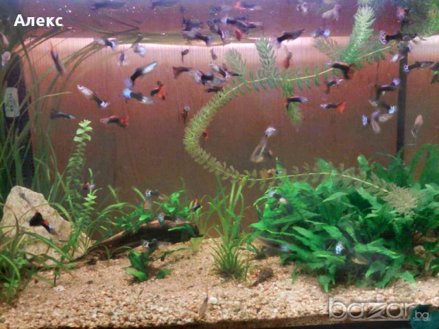 продавам анцуструси  по 2,5  лв и растения по 1-6 лв., снимка 2 - Рибки - 15308633