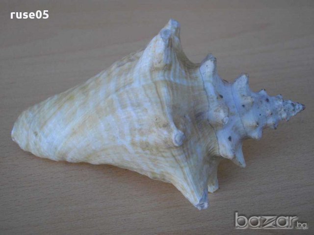 Раковина - 6, снимка 5 - Други ценни предмети - 14605210