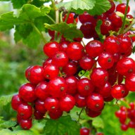 Храсти касис - червен и бял, къпини, малини, ягоди., снимка 1 - Градински цветя и растения - 11542767