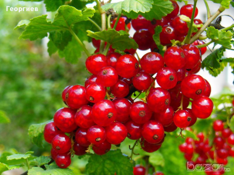 Храсти касис - червен и бял, къпини, малини, ягоди., снимка 1