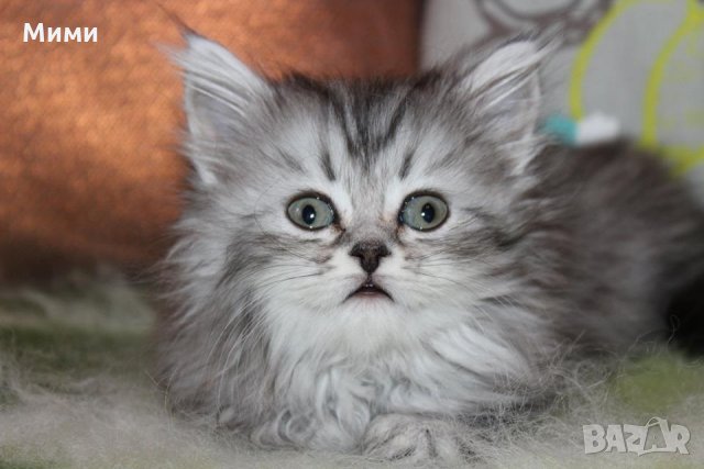 Сибирски  котенца Siberian  Cat, снимка 3 - Сибирски - 17543332