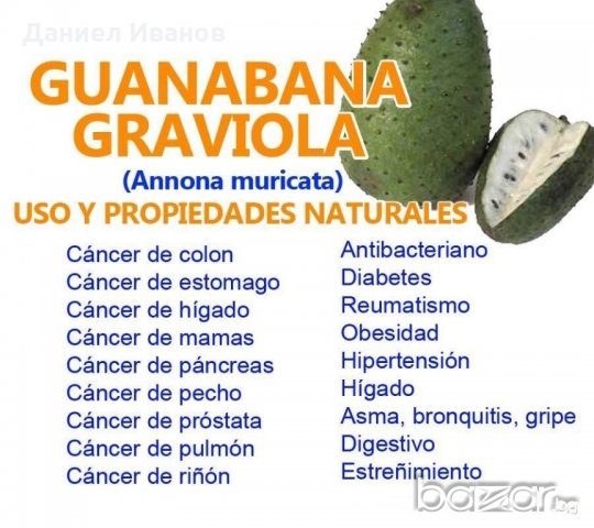 Гравиола-Гуанабана-Най мощният Антиоксидант Имуностимулант, снимка 6 - Домашни продукти - 20225086
