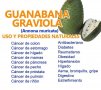 Гравиола-Гуанабана-Най мощният Антиоксидант Имуностимулант, снимка 6