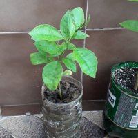 Лимони(корен), снимка 7 - Стайни растения - 14936761