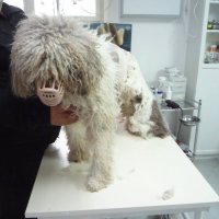 Подстригване, къпане на куче , снимка 9 - Ветеринари и услуги - 23387968