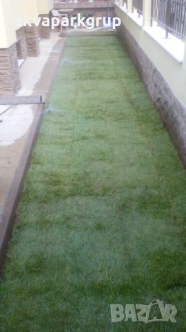 тревен чим, снимка 4 - Сортови семена и луковици - 22549508