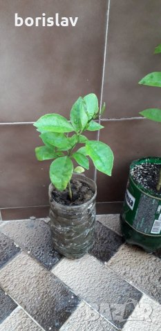 Лимони(корен), снимка 6 - Стайни растения - 14936761