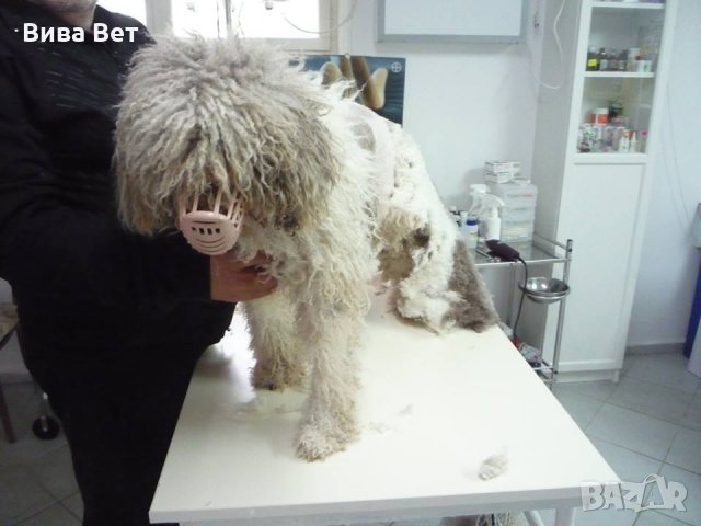 Подстригване, къпане на куче , снимка 9 - Ветеринари и услуги - 23387968