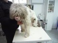 Подстригване, къпане на куче , снимка 9
