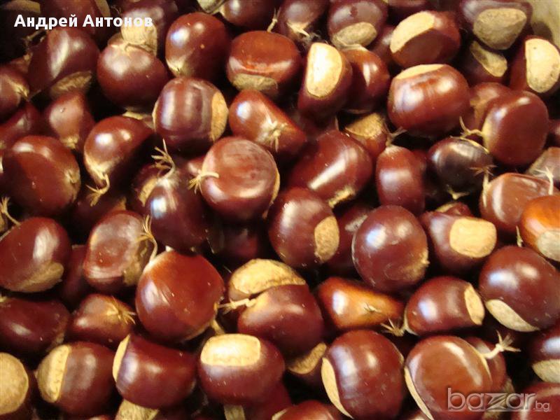 Облагороден кестен, снимка 1