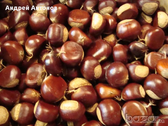 Облагороден кестен