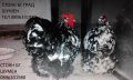 ПРОДАВАМ ЯЙЦА ЗА ЛЮПЕНЕ И ПИЛЕТА ОТ ЕЛИТЕН БЛЯК МОНТЛЕ  ОРПИНГТОН, снимка 1 - Кокошки и пуйки - 20921867