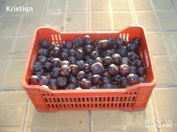 Сливи за алкохол на изключително ниски цени, снимка 1