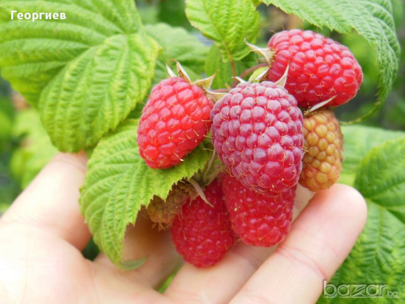 Разсад малини Шопска алена , снимка 1