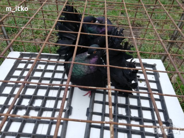  ФЕНЕРЛИИ 60 лв., снимка 7 - Гълъби - 24470593