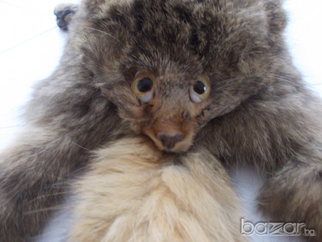 Красива пухкава яка от енот