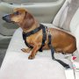 Предпазен колан за кола за домашен любимец (котка , куче), снимка 1 - За кучета - 9760892