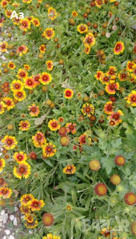 Продавам цветя Гайлардия - разсад (корен с издънки и стъбло), снимка 13 - Градински цветя и растения - 26029276