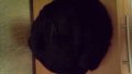 Мъжка кожена шапка, снимка 1 - Други - 20760400